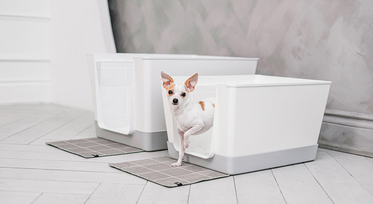 "doggy bathroom indiaartndesign"